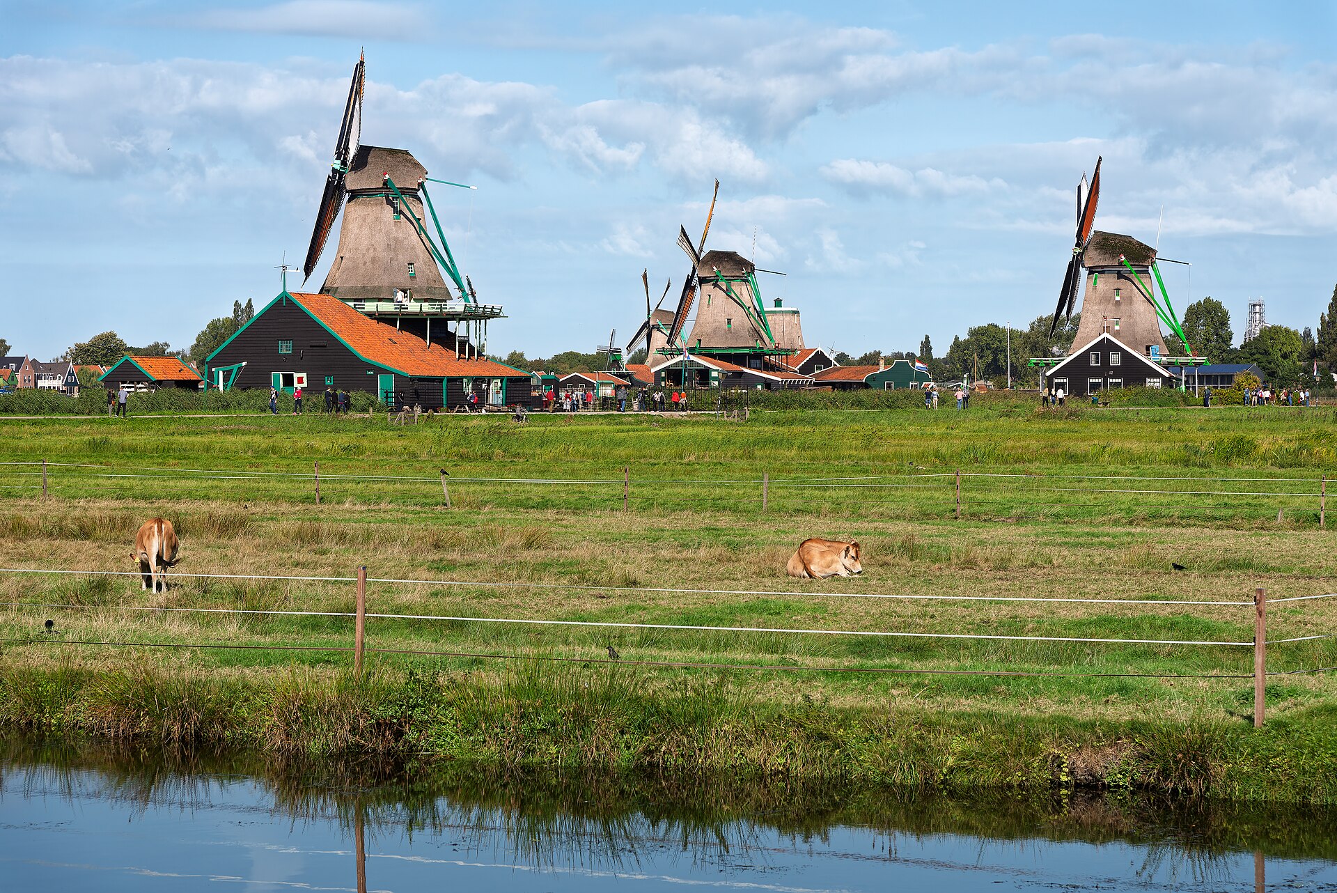 Historic windmills reflected in the water at Zaanse Schans, with cows grazing in the foreground