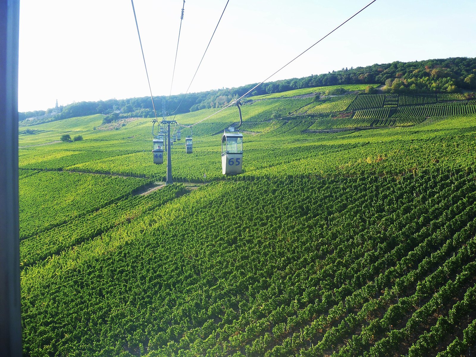 The Ruedesheim cable car rising over terraced vineyards above the Rhine